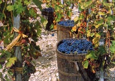 vendemmia